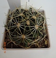 Нажмите на изображение для увеличения.

Название:	245.1 Hamatocactus setispinus LX 666 China, NL, 50-55мм 170.JPG
Просмотров:	630
Размер:	150.0 Кб
ID:	371759