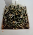 Нажмите на изображение для увеличения.

Название:	245.1 Hamatocactus setispinus LX 666 China, NL, 50-55мм 170.JPG
Просмотров:	613
Размер:	150.0 Кб
ID:	371759