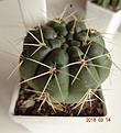 Нажмите на изображение для увеличения.

Название:	250.1 Gymnocalycium gibbosum, 40-45мм 180 (2).JPG
Просмотров:	627
Размер:	151.1 Кб
ID:	371760
