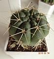 Нажмите на изображение для увеличения.

Название:	250.1 Gymnocalycium gibbosum, 40-45мм 180 (2).JPG
Просмотров:	610
Размер:	151.1 Кб
ID:	371760