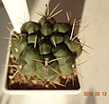 Нажмите на изображение для увеличения.

Название:	250.1 Gymnocalycium gibbosum, 40-45мм 180 (3).JPG
Просмотров:	614
Размер:	133.8 Кб
ID:	371761