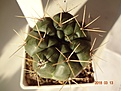 Нажмите на изображение для увеличения.

Название:	250.1 Gymnocalycium gibbosum, 40-45мм 180.JPG
Просмотров:	603
Размер:	192.2 Кб
ID:	371762