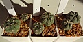 Нажмите на изображение для увеличения.

Название:	250.2 Gymnocalycium gibbosum (Italy), 15-20мм 120, 25-30мм 140 руб.JPG
Просмотров:	631
Размер:	166.8 Кб
ID:	371763
