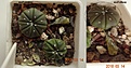 Нажмите на изображение для увеличения.

Название:	275.3 Astrophytum asterias v.nudum (Ч), 18мм 130 руб.JPG
Просмотров:	637
Размер:	176.8 Кб
ID:	371764