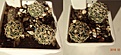 Нажмите на изображение для увеличения.

Название:	305.2 Coryphantha tripugionacantha L 1464, 15мм 210, 16-18 мм 230руб..JPG
Просмотров:	626
Размер:	94.7 Кб
ID:	371765