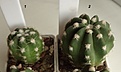 Нажмите на изображение для увеличения.

Название:	331.3 Echinopsis subdenudata, 25-30мм 130, 35-40мм 150.JPG
Просмотров:	611
Размер:	79.4 Кб
ID:	371766