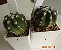 Нажмите на изображение для увеличения.

Название:	331.3 Echinopsis subdenudata, 35-40мм 150..JPG
Просмотров:	625
Размер:	106.0 Кб
ID:	371767