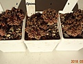 Нажмите на изображение для увеличения.

Название:	362.1 Gymnocalycium mihanovichii v.stenogonum P 242, 25-30мм 110, 30-35мм 140.JPG
Просмотров:	688
Размер:	148.3 Кб
ID:	371768