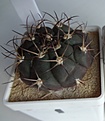 Нажмите на изображение для увеличения.

Название:	372.1 Gymnocalycium pflanzii, 40-43мм 250руб.JPG
Просмотров:	630
Размер:	87.3 Кб
ID:	371769
