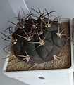 Нажмите на изображение для увеличения.

Название:	372.1 Gymnocalycium pflanzii, 40-43мм 250руб.JPG
Просмотров:	612
Размер:	87.3 Кб
ID:	371769