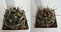 Нажмите на изображение для увеличения.

Название:	406.1 Hamatocactus setispinus v.hamatus SB 858 Cameron County, Texas, USA, 35мм 140, 45-50мм 160руб (2).JPG
Просмотров:	628
Размер:	158.8 Кб
ID:	371770