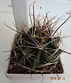 Нажмите на изображение для увеличения.

Название:	406.1 Hamatocactus setispinus v.hamatus SB 858 Cameron County, Texas, USA, 35мм 140, 45-50мм 160руб.JPG
Просмотров:	626
Размер:	98.7 Кб
ID:	371771