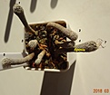 Нажмите на изображение для увеличения.

Название:	436.1 Turbinicarpus krainzianus v.minimus, размер головы 4-5мм 80руб, 6-7мм 100руб, 8мм 110..JPG
Просмотров:	633
Размер:	143.4 Кб
ID:	371773