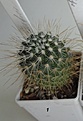 Нажмите на изображение для увеличения.

Название:	456.1 Mammillaria magnifica, 35-40мм 150, 45-50мм 180руб.JPG
Просмотров:	612
Размер:	77.9 Кб
ID:	371775