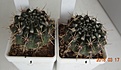 Нажмите на изображение для увеличения.

Название:	480.1 Notocactus submammulosus VG 019 Presa Rio Grande, San Luis, 30-35мм 140, 35-40мм 150, 40-45мм 170 (2).JPG
Просмотров:	627
Размер:	170.3 Кб
ID:	371776