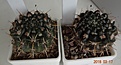 Нажмите на изображение для увеличения.

Название:	480.1 Notocactus submammulosus VG 019 Presa Rio Grande, San Luis, 30-35мм 140, 35-40мм 150, 40-45мм 170.JPG
Просмотров:	624
Размер:	160.9 Кб
ID:	371777