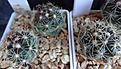 Нажмите на изображение для увеличения.

Название:	495.3 Thelocactus bicolor v.commodus, 10см цв, 25мм 130руб..JPG
Просмотров:	633
Размер:	214.0 Кб
ID:	371778