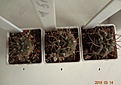 Нажмите на изображение для увеличения.

Название:	511.1 Gymnocalycium mazanense VG 661, 20мм 110, 25-30мм 130.JPG
Просмотров:	630
Размер:	161.5 Кб
ID:	371779
