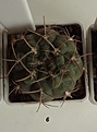 Нажмите на изображение для увеличения.

Название:	511.1 Gymnocalycium mazanense VG 661, 35мм 150руб..JPG
Просмотров:	635
Размер:	100.9 Кб
ID:	371780
