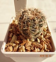Нажмите на изображение для увеличения.

Название:	513.1 Gymnocalycium papschii VG 295, 25мм 130..JPG
Просмотров:	629
Размер:	168.8 Кб
ID:	371781