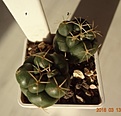 Нажмите на изображение для увеличения.

Название:	538.1 Coryphantha elephantidens, 20мм 120, 25-27мм 140 руб.JPG
Просмотров:	630
Размер:	60.3 Кб
ID:	371782