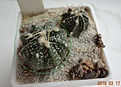 Нажмите на изображение для увеличения.

Название:	557.1 Astrophytum ASCAP x (asterias x crassispinoides), цветки с розовой центральной жилкой, 20мм 120руб.JPG
Просмотров:	625
Размер:	190.6 Кб
ID:	371783