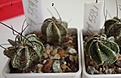 Нажмите на изображение для увеличения.

Название:	559.1 Astrophytum capricorne v.minor, 15мм 80, 20-25мм 100руб..JPG
Просмотров:	633
Размер:	126.6 Кб
ID:	371784