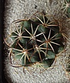 Нажмите на изображение для увеличения.

Название:	572.1 Coryphantha cornifera, 30мм 140 руб.JPG
Просмотров:	623
Размер:	118.5 Кб
ID:	371787