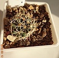 Нажмите на изображение для увеличения.

Название:	573.1 Coryphantha delaetiana L 1230, 15-20мм 110..JPG
Просмотров:	622
Размер:	104.5 Кб
ID:	371788
