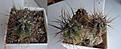 Нажмите на изображение для увеличения.

Название:	584.1 Echinopsis leucantha VG-1142, Los Papagayos, San Juan, 623m, длин извив кол до 18см!, 20-25мм 130.JPG
Просмотров:	625
Размер:	145.6 Кб
ID:	371789