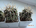 Нажмите на изображение для увеличения.

Название:	585.1 Echinopsis leucantha VG-1266, Cortaderas, Cordoba,995m,  30-35мм 150, 40мм 160..JPG
Просмотров:	626
Размер:	178.9 Кб
ID:	371790