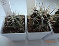 Нажмите на изображение для увеличения.

Название:	585.1 Echinopsis leucantha VG-1266, Cortaderas, Cordoba,995m, 25-30мм 140, 30-35мм 150, 40мм 160..JPG
Просмотров:	605
Размер:	181.6 Кб
ID:	371791