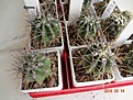 Нажмите на изображение для увеличения.

Название:	586.1 Echinopsis leucantha VG-1328, Totoralejos, Cordoba, 206m, 30мм 150руб.JPG
Просмотров:	626
Размер:	257.7 Кб
ID:	371792