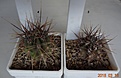 Нажмите на изображение для увеличения.

Название:	590.1 Echinopsis leucantha VG-239, Marayes, San Juan,600m, 20-25мм 130, 25-30мм 140 (3).JPG
Просмотров:	625
Размер:	180.9 Кб
ID:	371794