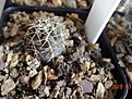 Нажмите на изображение для увеличения.

Название:	615.1 Gymnocalycium andreae ssp.VG-11622, Refugio del Caraya, Cordoba, 1603m, 14мм 100руб..JPG
Просмотров:	623
Размер:	257.3 Кб
ID:	371797