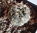 Нажмите на изображение для увеличения.

Название:	629.1 Gymnocalycium carolinense aff VG-1060, Cerros Largos, San Luis, 15мм 110руб..JPG
Просмотров:	606
Размер:	94.5 Кб
ID:	371798