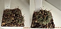 Нажмите на изображение для увеличения.

Название:	648.1 Gymnocalycium intertextum, “ long spine selection” , 20мм 110, 20-25мм 120, 30мм 150руб.JPG
Просмотров:	623
Размер:	149.2 Кб
ID:	371799