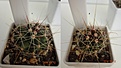 Нажмите на изображение для увеличения.

Название:	688.1 Hamatocactus hamatacanthus RUS-024, El Porteto, Dur, 35-40мм 150руб..JPG
Просмотров:	627
Размер:	158.9 Кб
ID:	371802