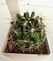 Нажмите на изображение для увеличения.

Название:	689.1 Hamatocactus setispinus, 35-40мм 140, 50мм 160руб. (2).JPG
Просмотров:	623
Размер:	159.2 Кб
ID:	371803