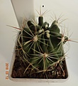 Нажмите на изображение для увеличения.

Название:	689.1 Hamatocactus setispinus, 35-40мм 140, 50мм 160руб. (3).JPG
Просмотров:	632
Размер:	139.6 Кб
ID:	371804