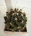 Нажмите на изображение для увеличения.

Название:	689.1 Hamatocactus setispinus, 35-40мм 140, 50мм 160руб..JPG
Просмотров:	633
Размер:	154.0 Кб
ID:	371805