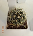 Нажмите на изображение для увеличения.

Название:	689.1 Hamatocactus setispinus, 35-40мм 140.JPG
Просмотров:	625
Размер:	134.4 Кб
ID:	371806