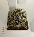 Нажмите на изображение для увеличения.

Название:	689.1 Hamatocactus setispinus, 35-40мм 140.JPG
Просмотров:	609
Размер:	134.4 Кб
ID:	371806