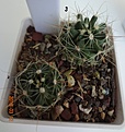 Нажмите на изображение для увеличения.

Название:	690.1 Hamatocactus setispinus REPP 1016B, 25мм 120руб.JPG
Просмотров:	621
Размер:	176.2 Кб
ID:	371807