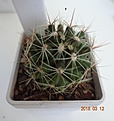 Нажмите на изображение для увеличения.

Название:	690.1 Hamatocactus setispinus REPP 1016B, 35мм 140.JPG
Просмотров:	634
Размер:	141.5 Кб
ID:	371808