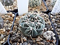 Нажмите на изображение для увеличения.

Название:	726.1 Gymnocalycium baldianum VG 351, 20мм 110руб..JPG
Просмотров:	613
Размер:	272.0 Кб
ID:	371811