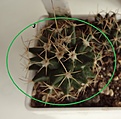 Нажмите на изображение для увеличения.

Название:	829.1 Mammillaria saxicola ML 73 Jalpan, 20мм 110руб.JPG
Просмотров:	618
Размер:	116.0 Кб
ID:	371813