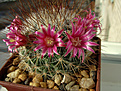 Нажмите на изображение для увеличения.

Название:	Mammillaria rekoi ssp. leptacantha .jpg
Просмотров:	179
Размер:	257.0 Кб
ID:	371824
