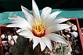 Нажмите на изображение для увеличения.

Название:	strombocactus_disciformis.JPG
Просмотров:	184
Размер:	172.0 Кб
ID:	371830