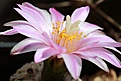 Нажмите на изображение для увеличения.

Название:	turbinicarpus_pseudopectinatus.JPG
Просмотров:	177
Размер:	140.0 Кб
ID:	371832